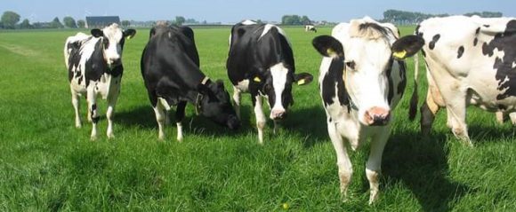 Melkvee en akkerbouw bedrijf – Van der Made (Langeweg)