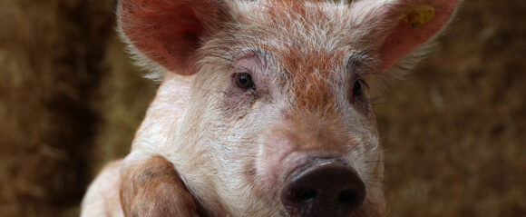 PorcusCampus (Aarle-Rixtel)