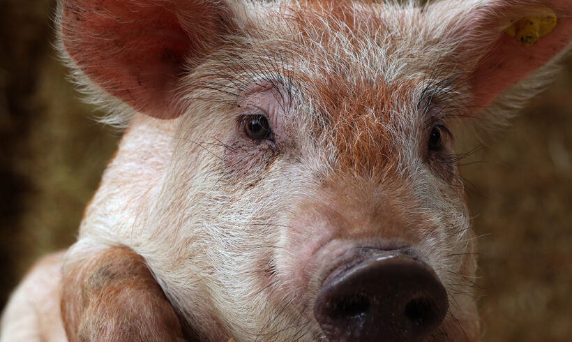 PorcusCampus (Aarle-Rixtel)