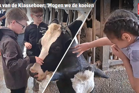 Koeien aaien en leren over friet en pasta Koeien aaien en leren over friet en pasta