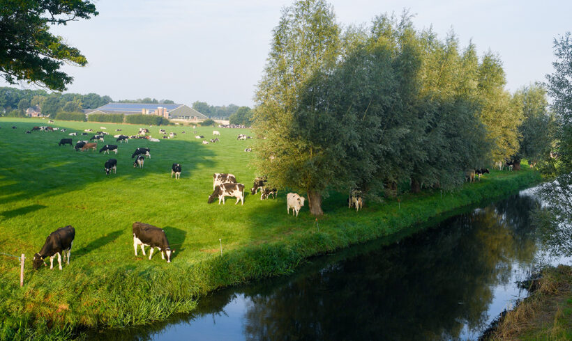 Melkveebedrijf De Waaistap – Heeswijk-Dinther